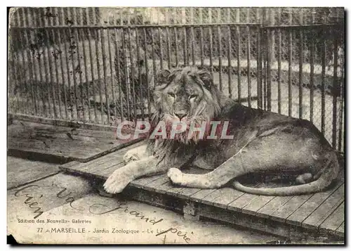 Ansichtskarte AK Felin Lion Marseille Jarin zoologique