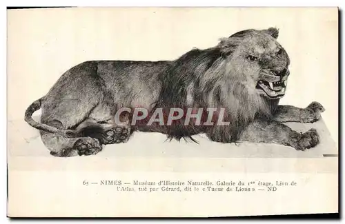 Ansichtskarte AK Felin Lion Nimes Museum d&#39Histoire Naturelle