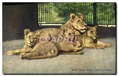 Cartes postales Felin Lion Lionne Zoo