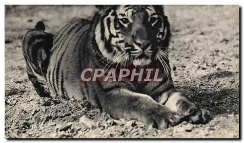 Cartes postales Felin Un tigre du Bengale Zoo Parc zoologique du Bois de Vincennes Zoo