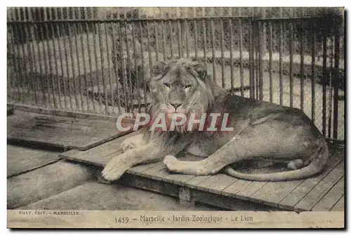 Ansichtskarte AK Felin Lion Marseille Jardin zoologique Zoo