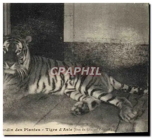 Ansichtskarte AK Felin Paris Jardin des Plantes Tigre d&#39Asie