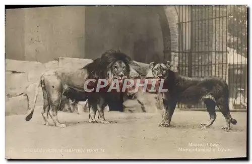 Ansichtskarte AK Felin Lion Berlin Zoo Mesopotamische Lowin