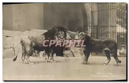 Cartes postales Felin Lion Berlin Zoo Mesopotamische Lowin