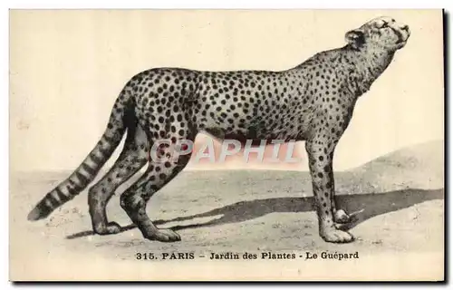 Cartes postales Felin Paris Jardin des Plantes Le guepard