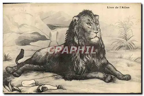 Cartes postales Felin Lion de l&#39Atlas