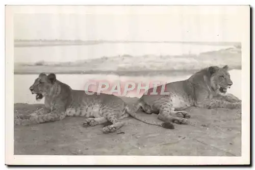 CARTE PHOTO Felin Lion Lionne