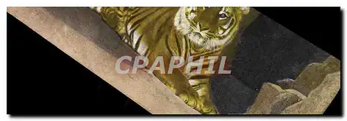 Cartes postales Felin Lion Zoo Koln