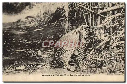 Ansichtskarte AK Felin Colonies africaines Leopard pris au piege