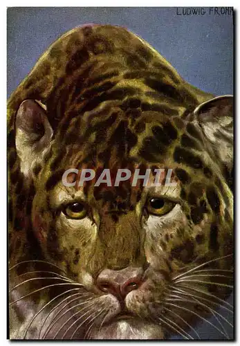 Cartes postales Felin Tigre