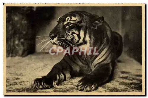 Cartes postales Felin Jardin zoologique Anvers Tigre Royal