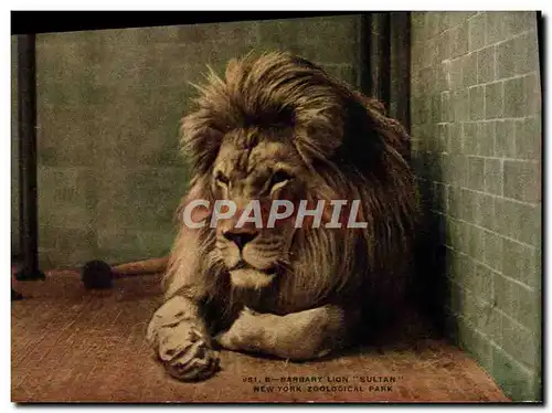 Cartes postales Felin Lion Sultan New Yokr zoological park Zoo