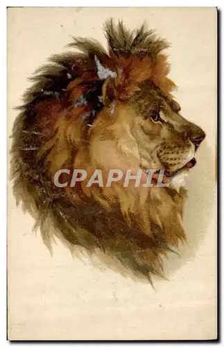 Cartes postales Felin Lion