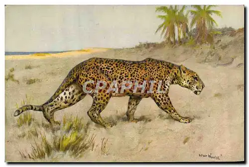 Cartes postales Felin Guepard