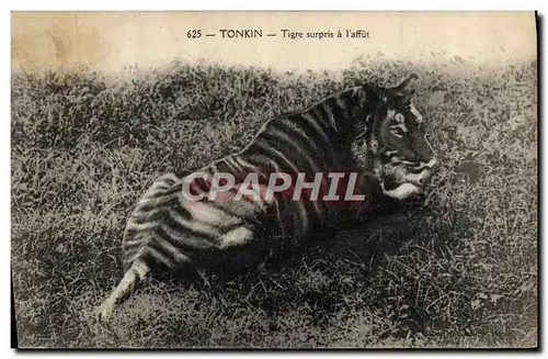 Cartes postales Felin Tonkin Tigre surpris a l&#39affut Indochine