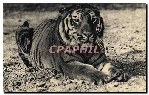 Cartes postales Felin Parc zoologique du bois de Vincennes Paris Un tigre du Bengale