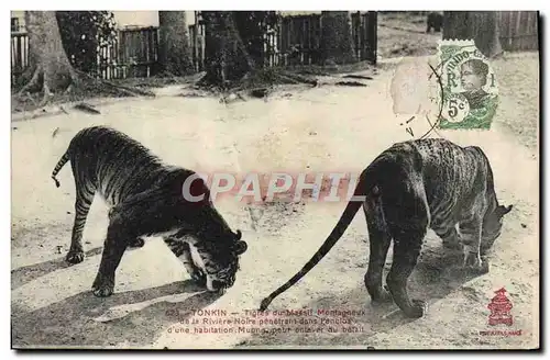 Cartes postales Felin Indochine Tonkin Tigres du massif montagneux de la riviere noire