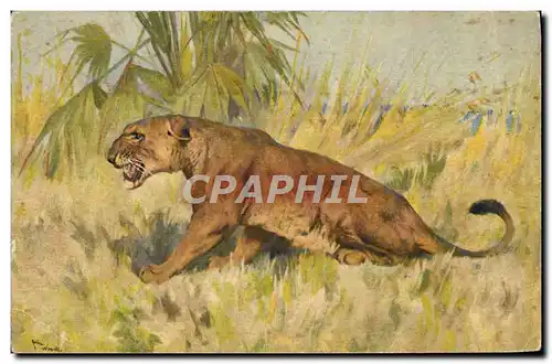 Cartes postales Felin Lion