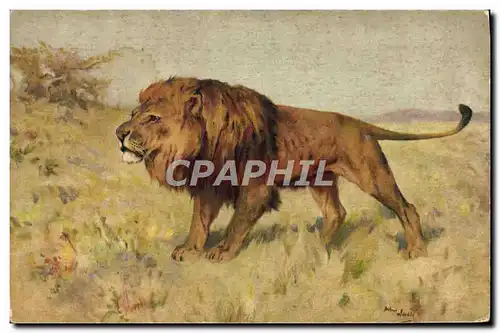 Cartes postales Felin Lion