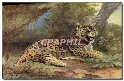 Cartes postales Felin Jaguar