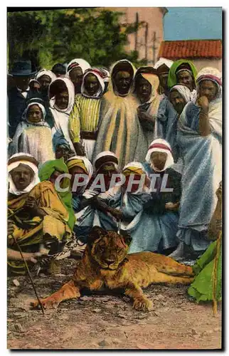 Cartes postales Felin Lion Maroc