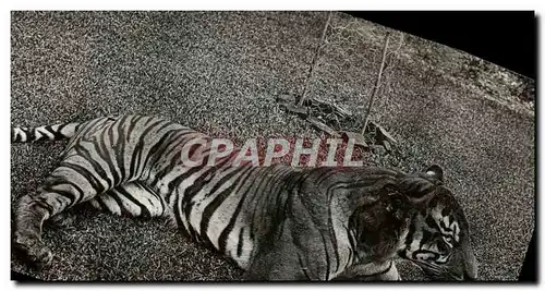 CARTE PHOTO Felin Tigre Singapour singapore