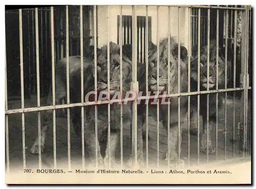 Ansichtskarte AK Felin Bourges Museum d&#39Histoire Naturelle Lions Athos Porthos et Aramis