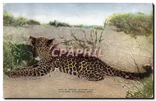 Cartes postales Felin Indian leopard club New york zoological Park Zoo