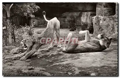 Cartes postales Felin Couple de lions jouant au soleil