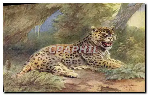 Cartes postales Felin Jaguar