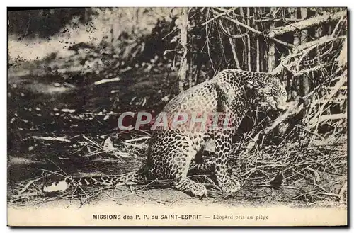 Cartes postales Felin Missions des PP du Saint Esprit Leopard pris au piege