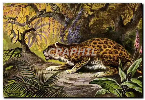 Cartes postales Felin Singes Jaguar