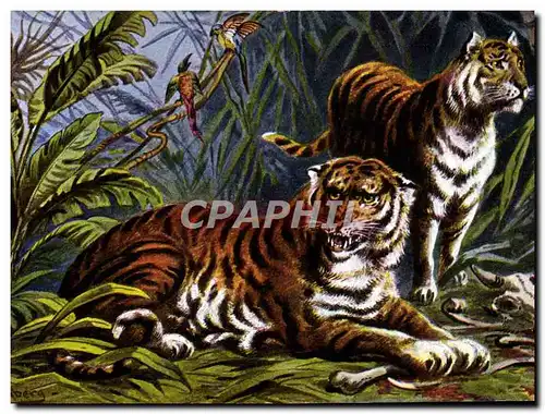 Cartes postales Felin Tigres Tigre