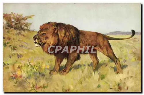 Cartes postales Felin Lion