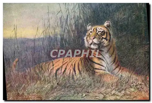 Cartes postales Felin Tiger Tigre