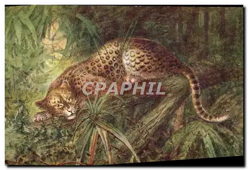 Cartes postales Felin Jaguar