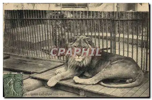 Ansichtskarte AK Felin Paris Jardin zoologique Le lion