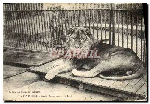 Ansichtskarte AK Felin Paris Jardin zoologique Le lion