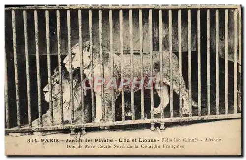 Cartes postales Felin Paris Jardin des plantes Lion et lionne Afrique Don de Mme Cecile Sorel de la Comedie Fran