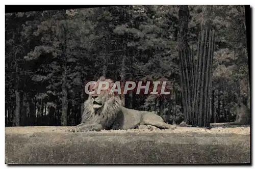 Cartes postales Felin Lion Museum d&#39histoire naturelle Parc Zoologique Bois de Vincennes Un lion sur son plat