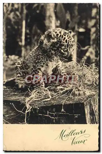 Cartes postales Felin Lion Lionceau