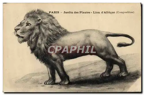 Cartes postales Felin Paris Jardin des plantes Lion d&#39Afrique