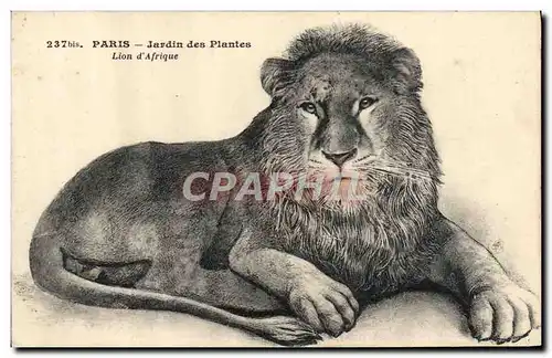 Cartes postales Felin Paris Jardin des plantes Lion d&#39Afrique