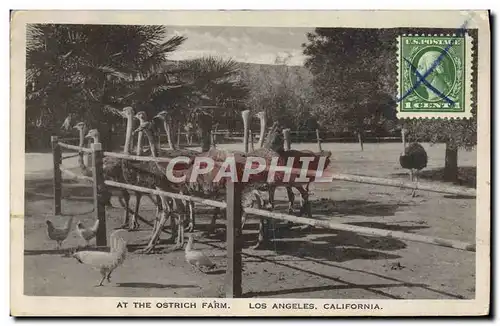 Cartes postales Autruche At the Ostrich farm Los Angeles California