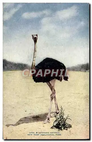 Ansichtskarte AK Autruche African Ostrich New York zoological park Zoo