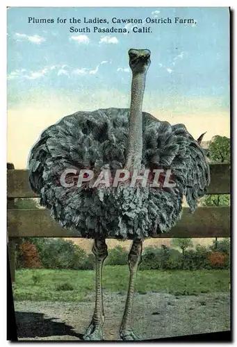 Cartes postales Autruche Plumes for the ladies Cawston Ostrich Farm South Pasadena California