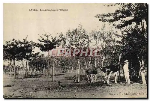 Cartes postales Autruche Guinee Kayes Les Autruches de l&#39hopital