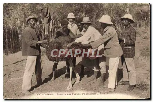 Cartes postales Autruche Madagascar Recolte des plumes d&#39Autruches a Tulear