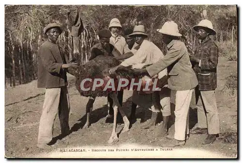 Cartes postales Autruche Madagascar Recolte des plumes d&#39Autruches a Tulear