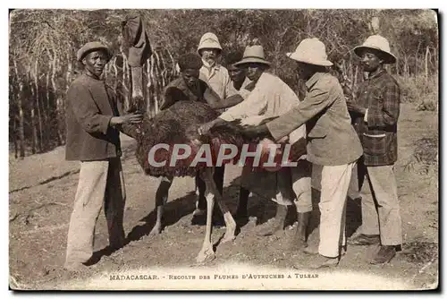 Cartes postales Autruche Madagascar Recolte des plumes d&#39Autruches a Tulear